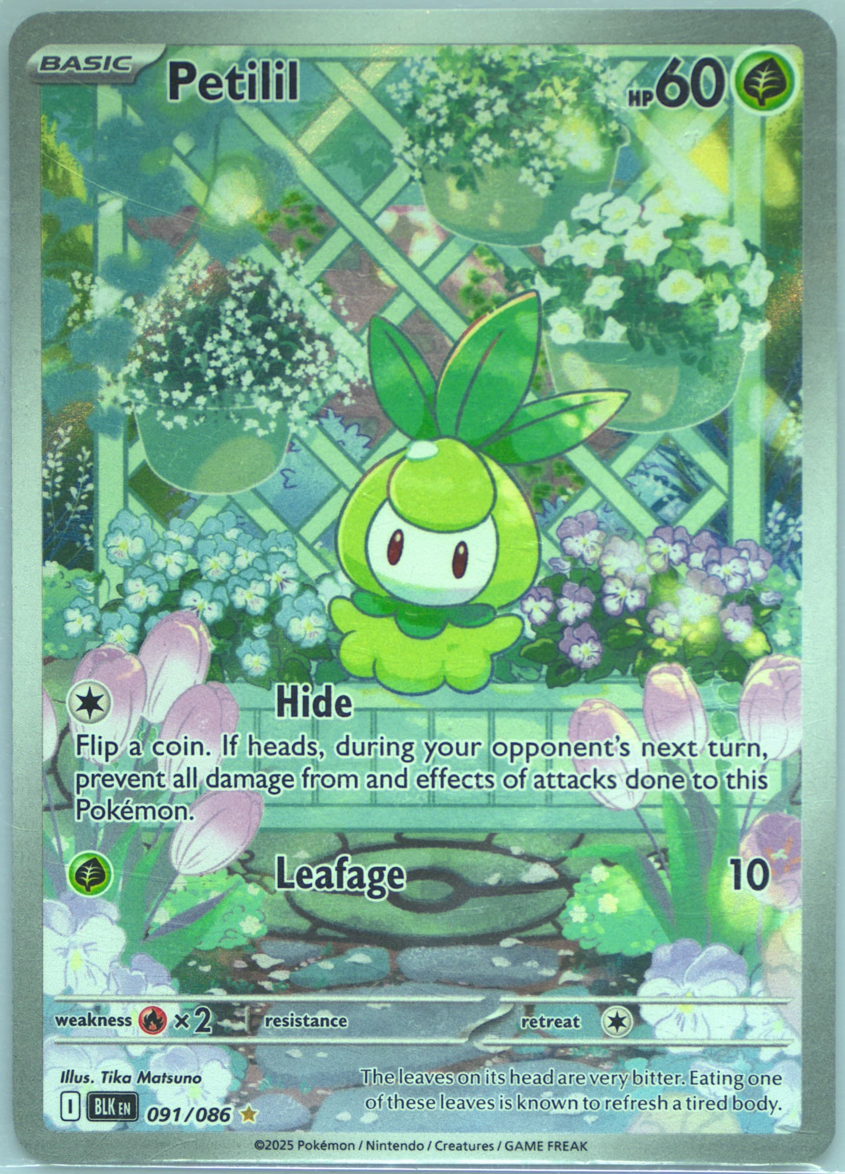Petilil Illustration Rare (091) 2025 Pokemon Blk EN-Black Bolt
