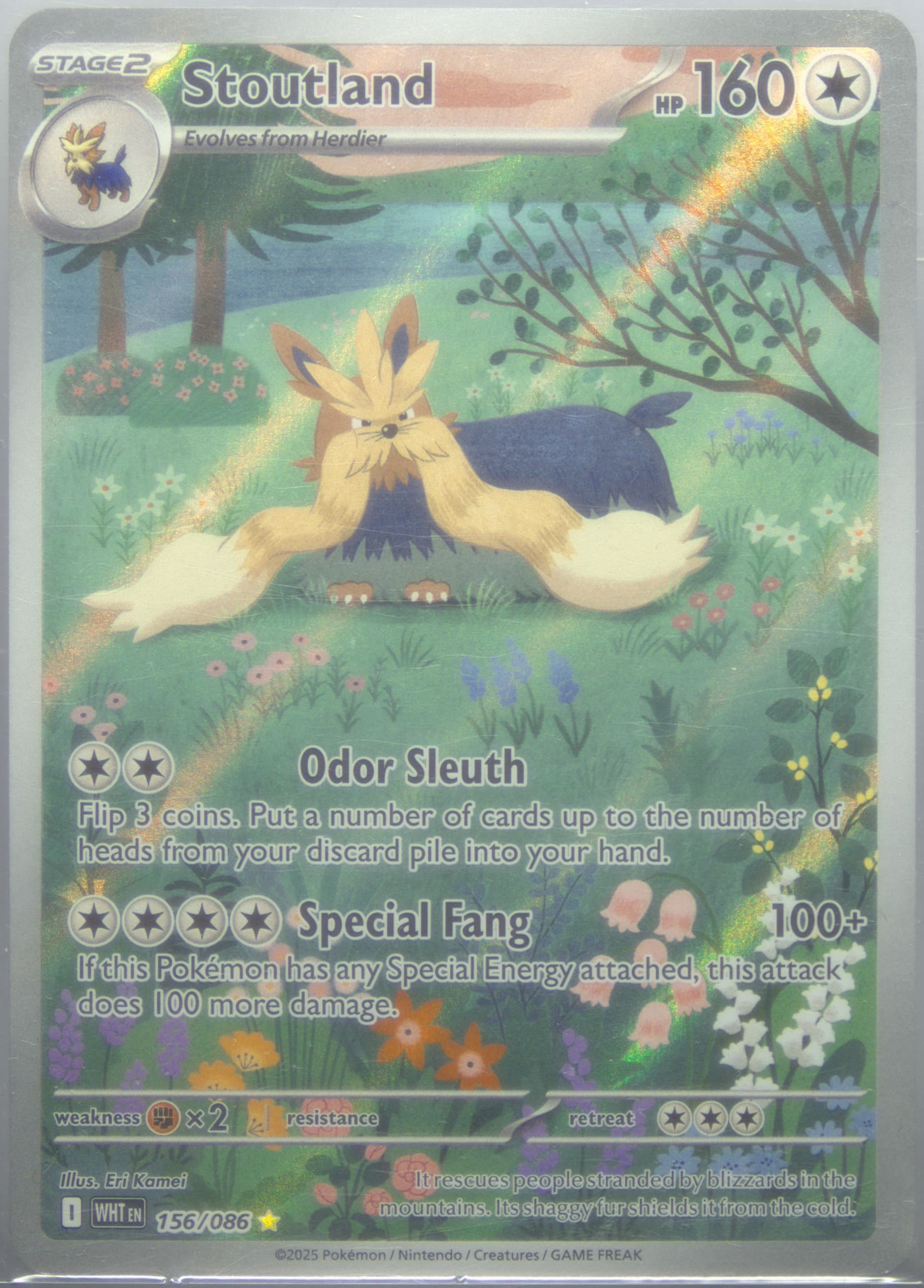 Stoutland Illustration Rare (156) 2025 Pokemon Wht EN-White Flare