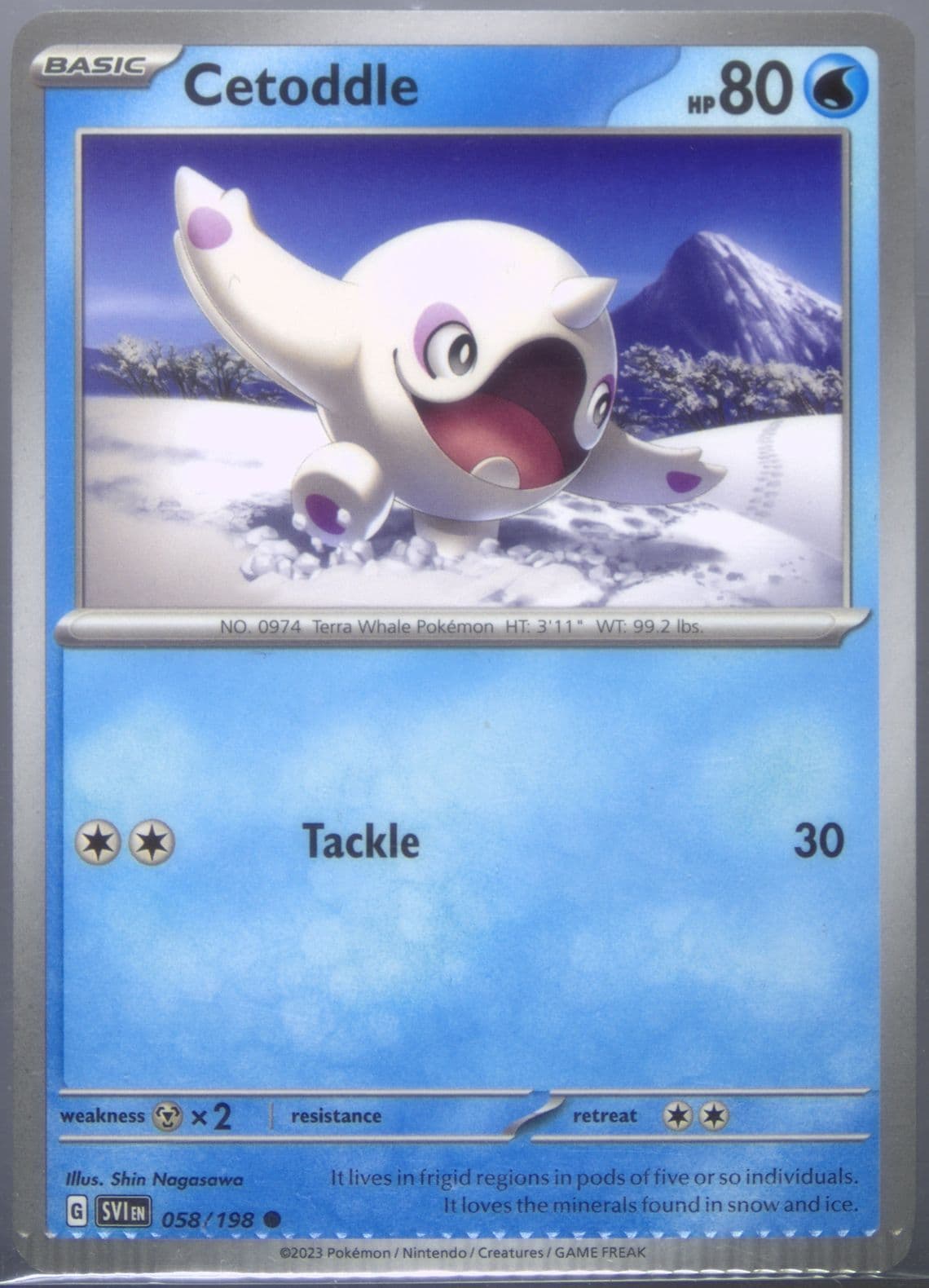 Cetoddle (058) 2023 Pokemon Svi EN-Scarlet & Violet